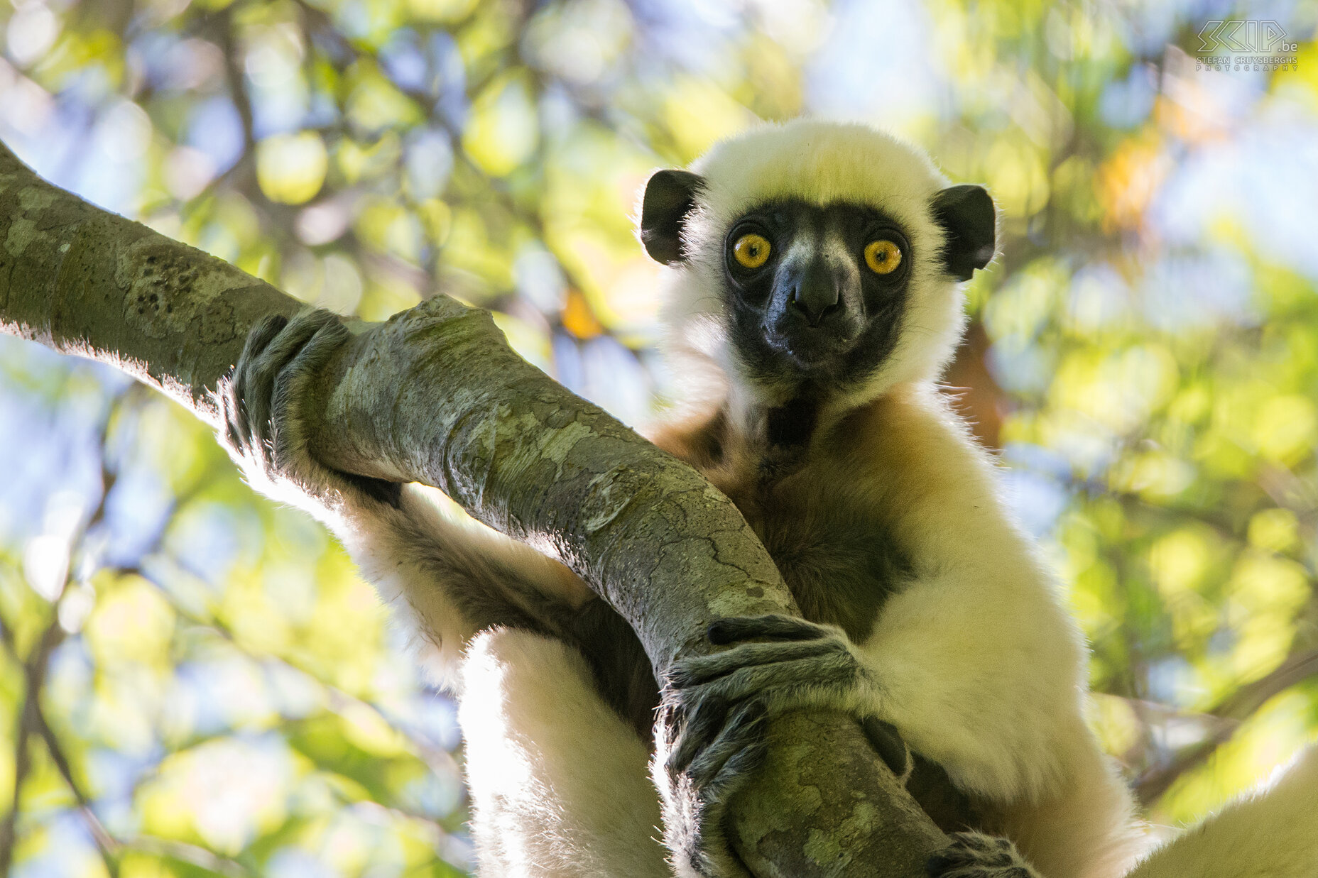 Big Tsingy - Close-up Decken's sifaka Close-up of a Decken's sifaka (Propithecus deckenii). It is a diurnal lemur with a white fur and a face that is entirely black. Stefan Cruysberghs